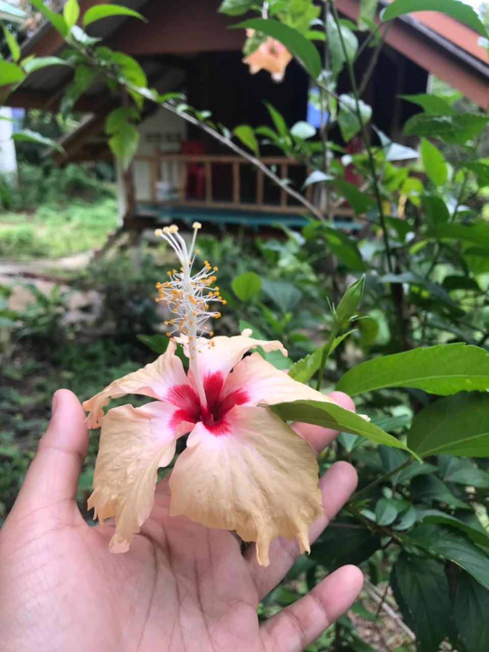 Rasta House,,Koh Phayam Hotel Екстериор снимка